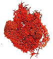 MUSGO MARRON ROJIZO DOMUS 03905 BOLSA 12 G